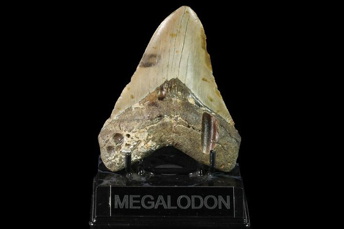 Fossil Megalodon Tooth - Georgia #145459
